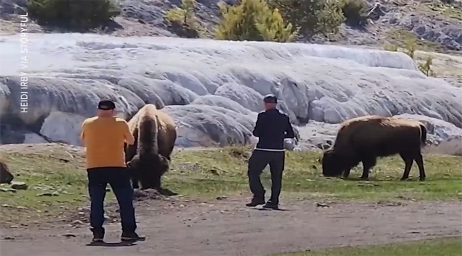You have to see this! Nurse anxiously watches men confront bison in Yellowstone National Park