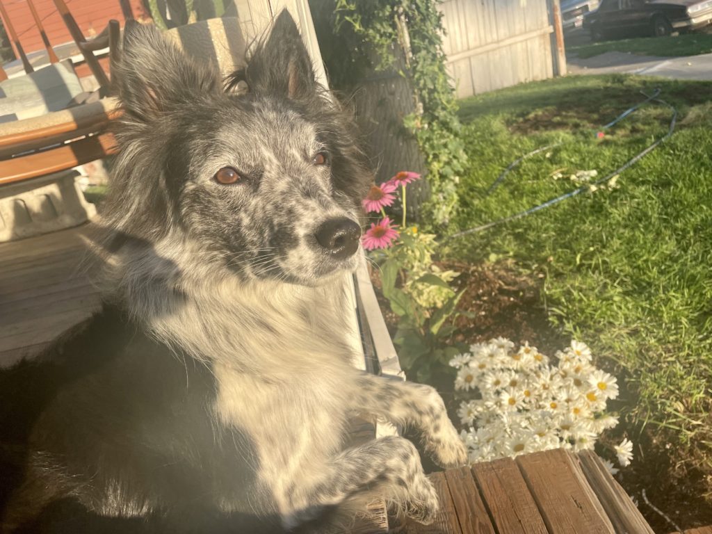Family devastated after stranger shoots “iconic” dog in front yard of Idaho Falls home