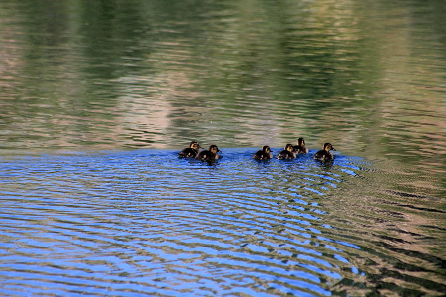 baby ducks