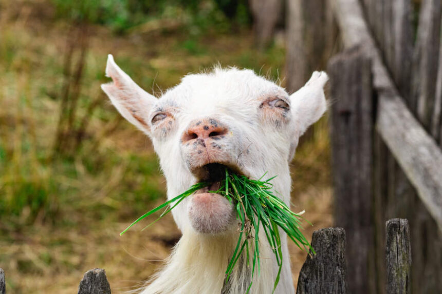 goat eating grass