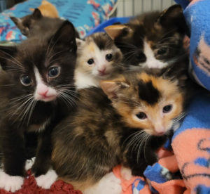 kittens