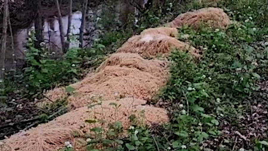 Man dumps his ‘very large collection of pasta’ in woods