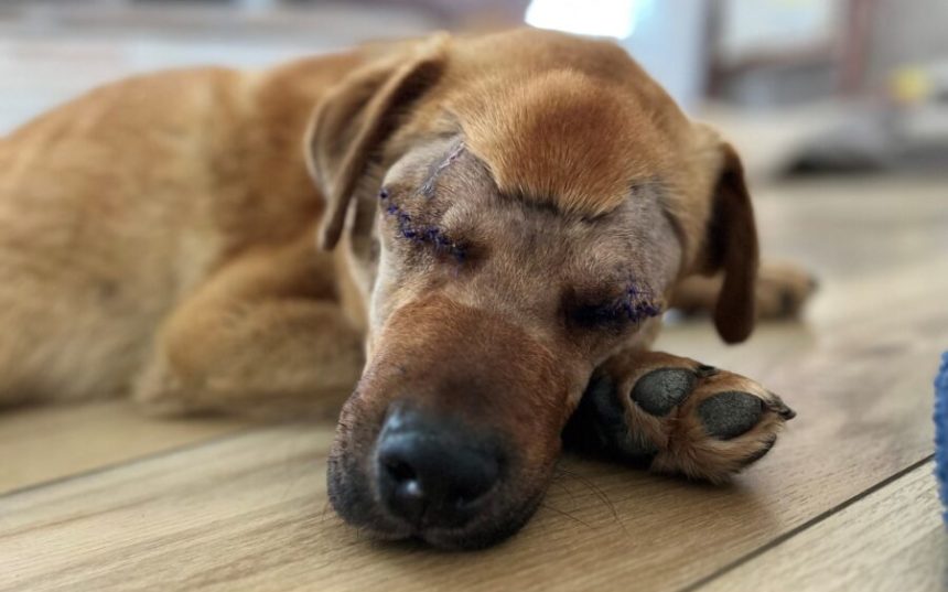 KSLinjureddog262323 e1687648047148