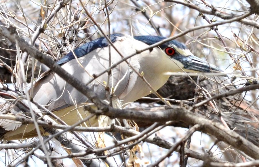 Nightheron4 23 e1686931878332