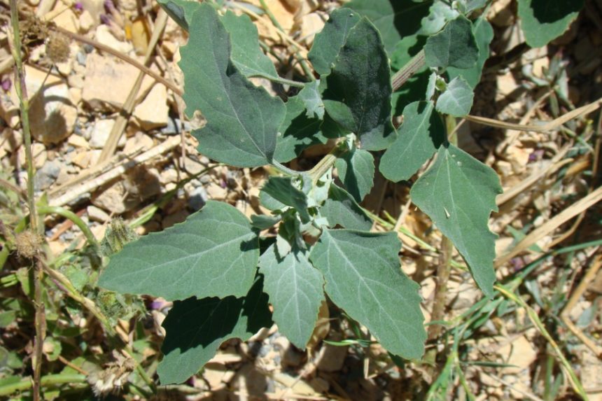 Weed1 e1687729876601