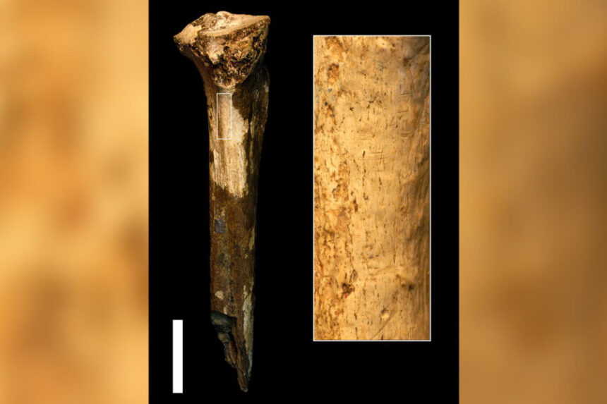 cuts in human fossil