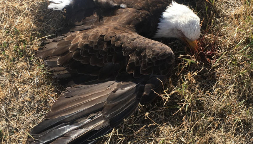 dead eagle case nov 2022 kolby white