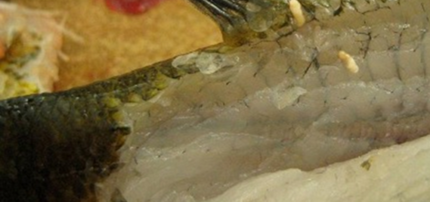 grub2 e1687735882276