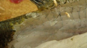 grub2 e1687735909626