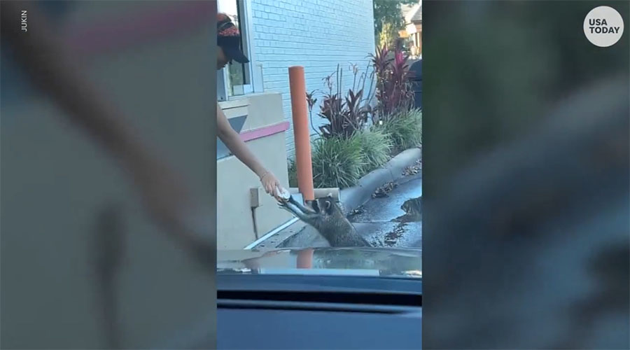 You have to see this! Raccoon uses drive-thru to order donut