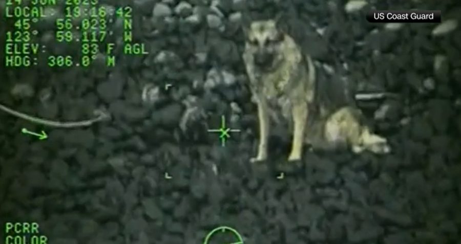 Watch: Dog rescued after falling down cliff in Ecola State Park