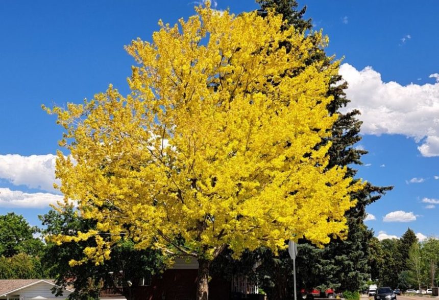 yellow leaves 1 e1687121244548