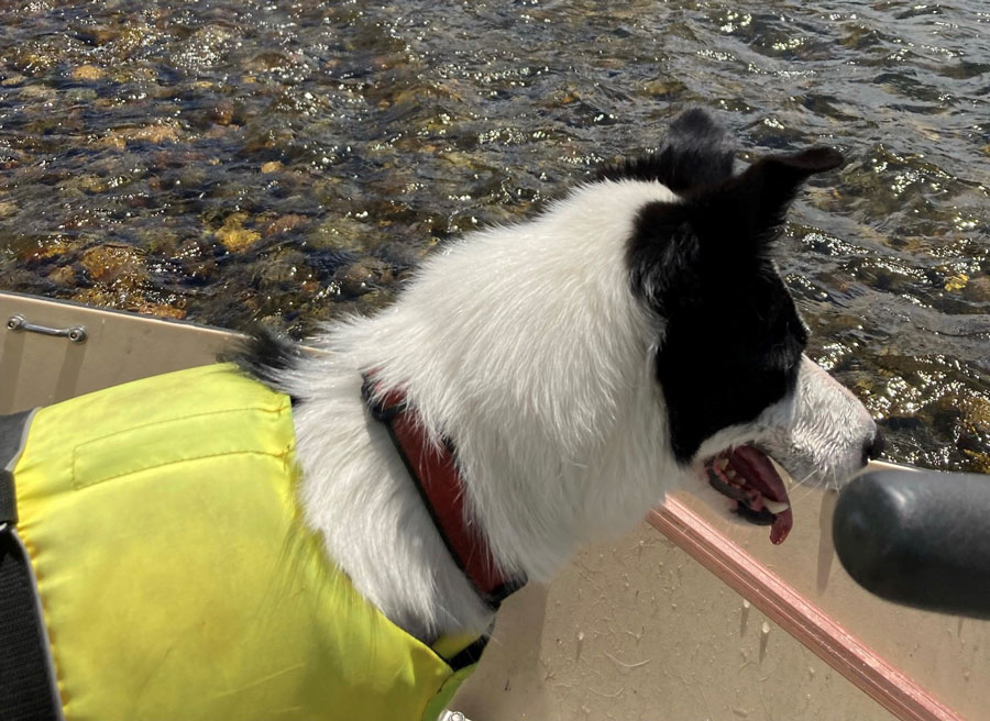 Deputies save dog after drift boat flips