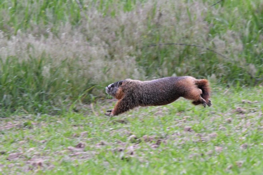 Marmot3 23 scaled e1688252680542