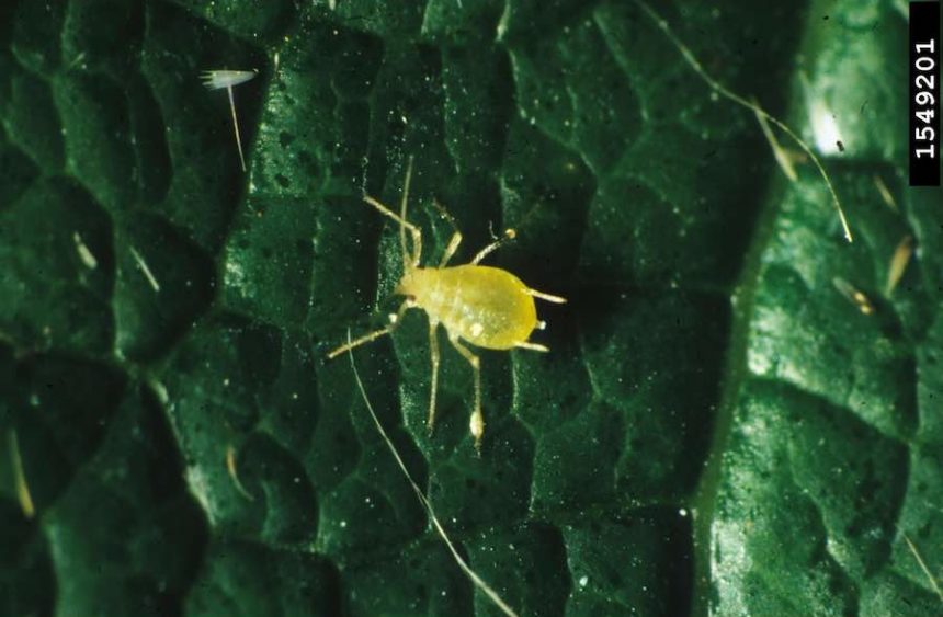 Controlling aphids in your garden East Idaho News