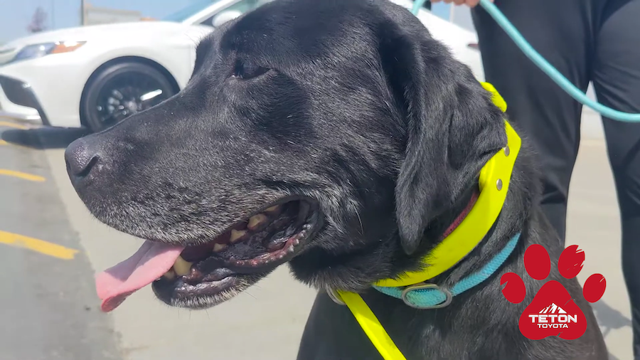 Princess wants to rule your heart! She’s our Pet of the Week