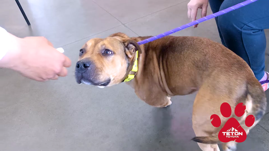 Fall madly in love with Max, our Pet of the Week!