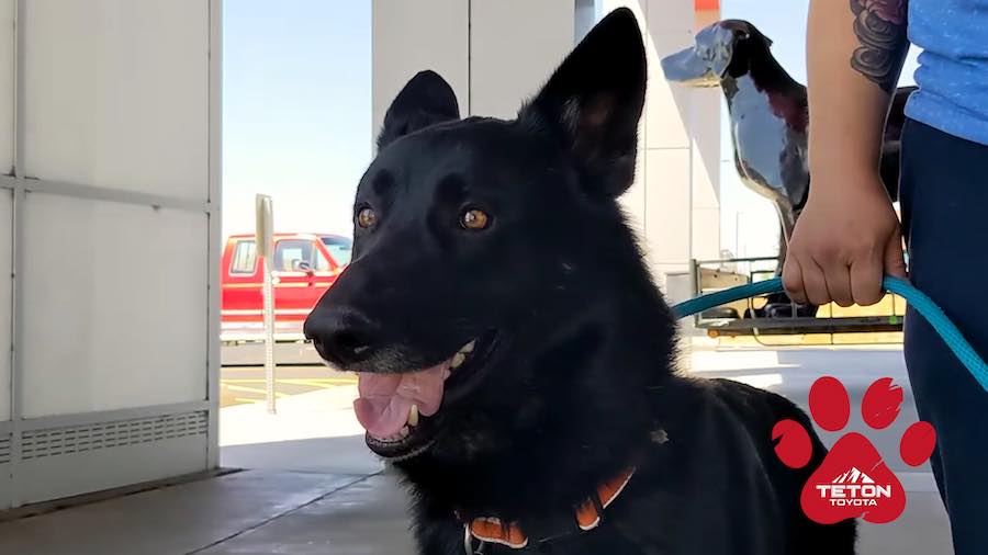 Come see Saiyan, our Pet of the Week