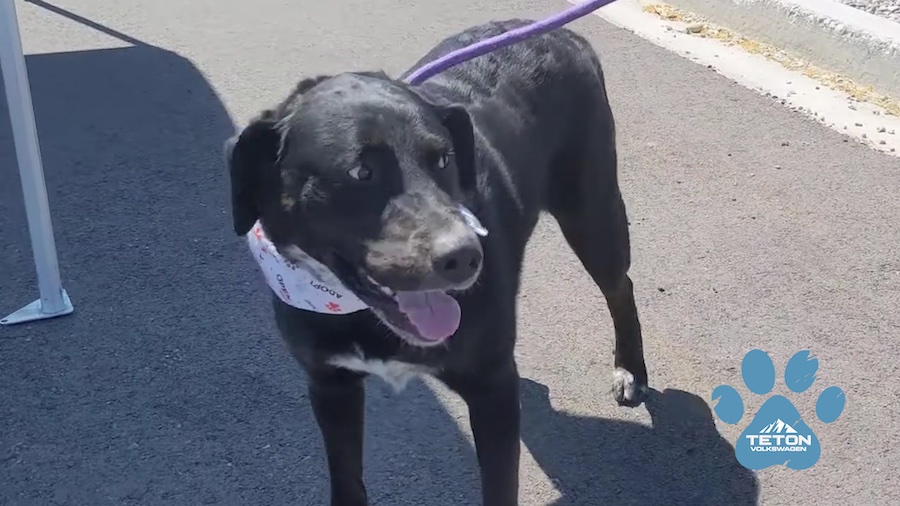 Adorable Duke is our Pet of the Week