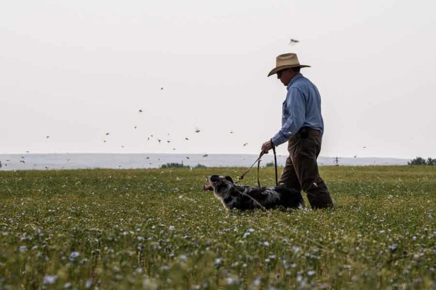 grasshoppers and mormon crickets