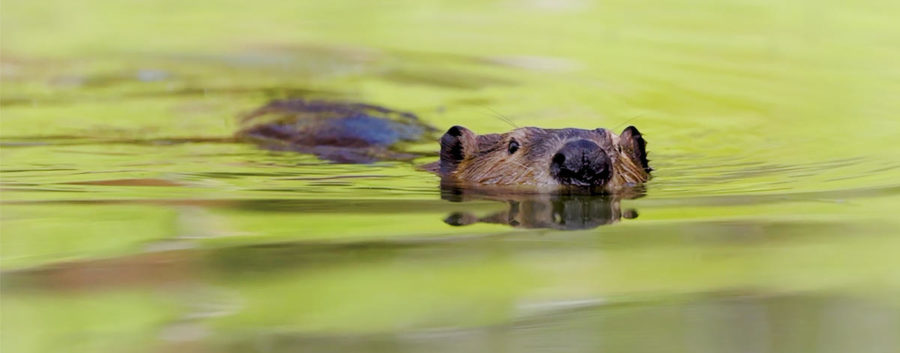 F&G, NASA and BSU use new technology to study beaver reintroduction