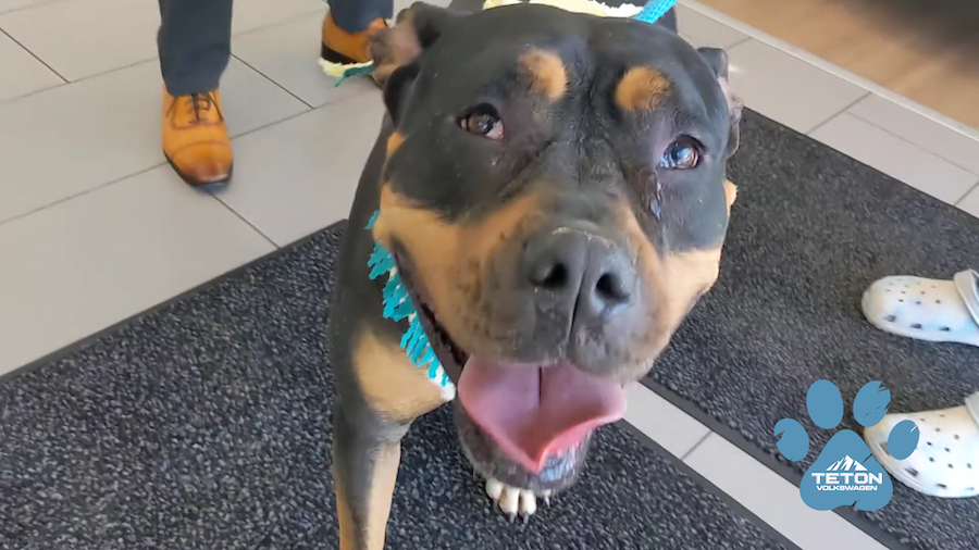 You’ll love Lizzy, our pet of the week!