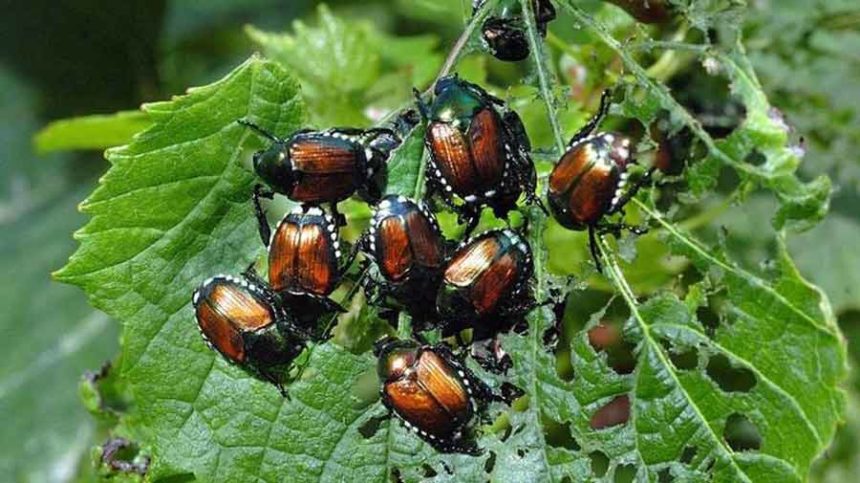 beetles