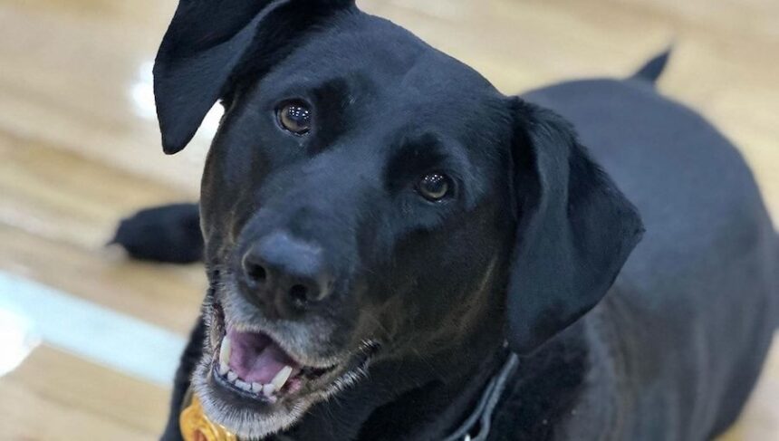 cnn L19jb21wb25lbnRzL2ltYWdlL2luc3RhbmNlcy9sZWRlLTg4MTE0OTVjMDZmYmRkNTI2NTlhZjAzOWFlMzZmZTc2 L19wYWdlcy9oXzk4NGU2NzYwMWE2NWZhZDI2Y2YxYmY1MjQ1OWVjOGIy