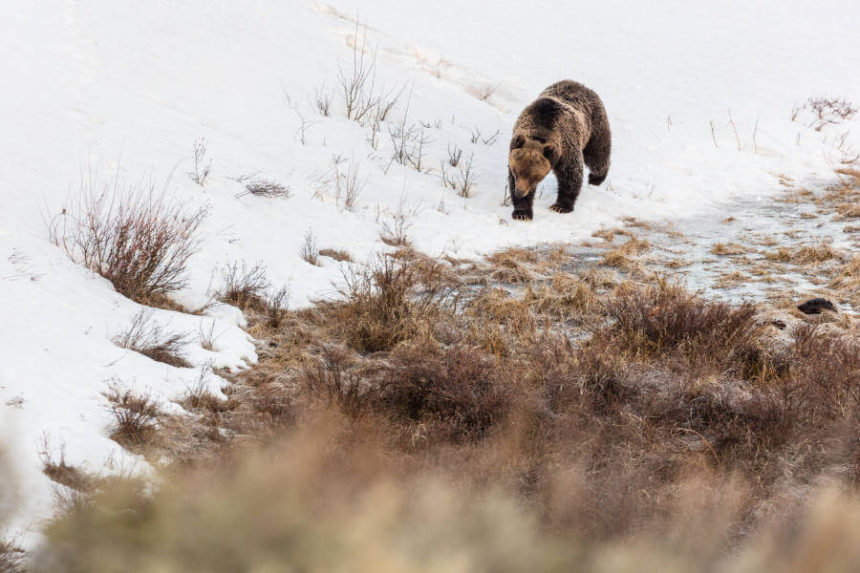 grizzly bear