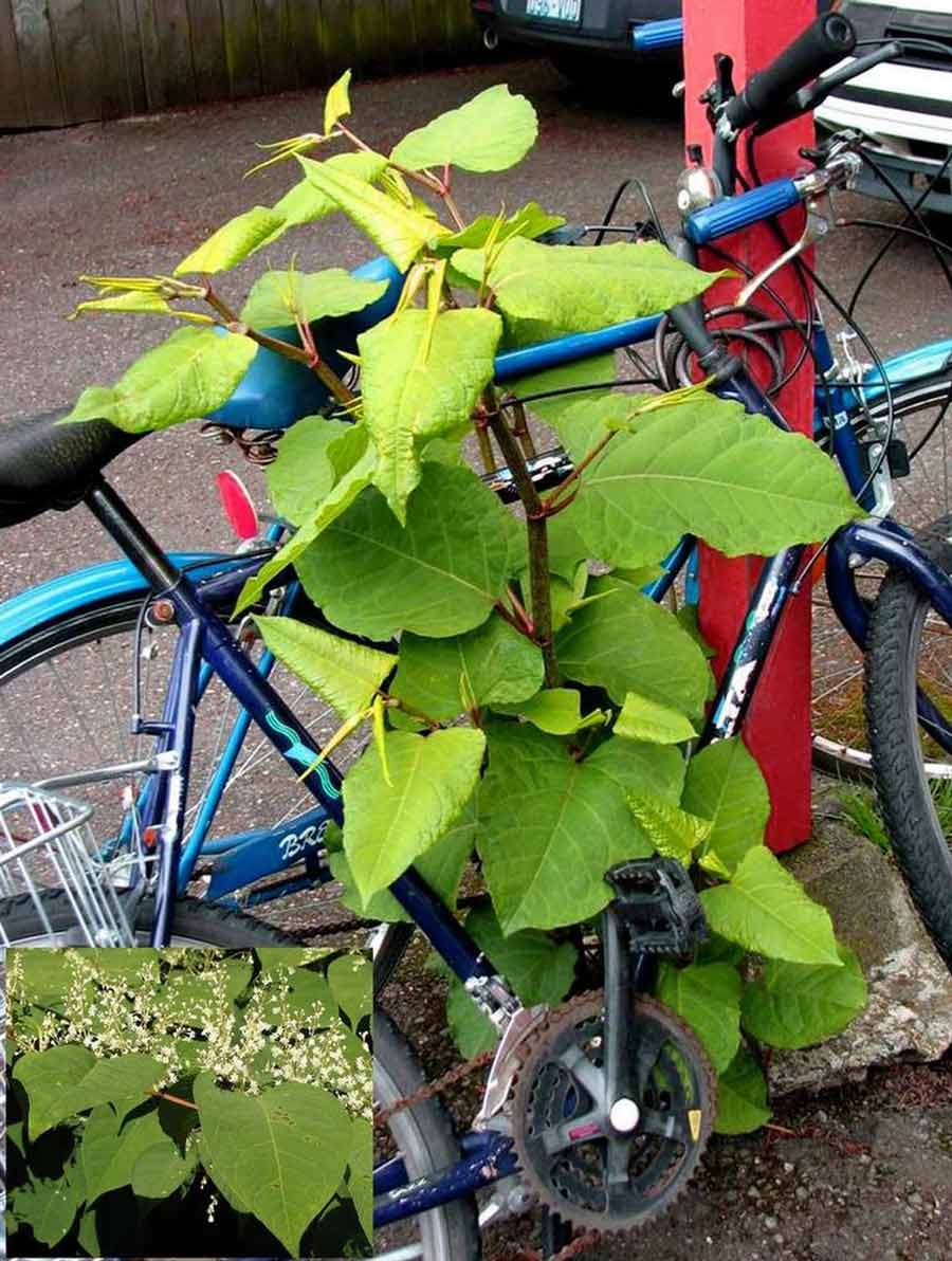 knotweed