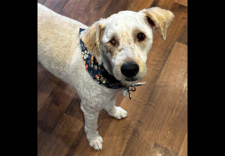 11-year-old’s support dog, Oso, is adapting to his new life after being shot