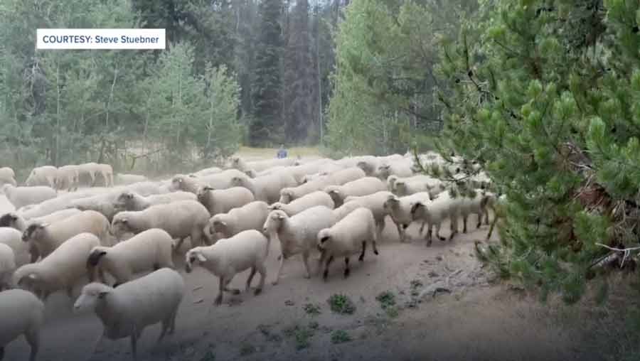 Idaho ranchers discuss how competition with Australian markets has made raising sheep a challenge