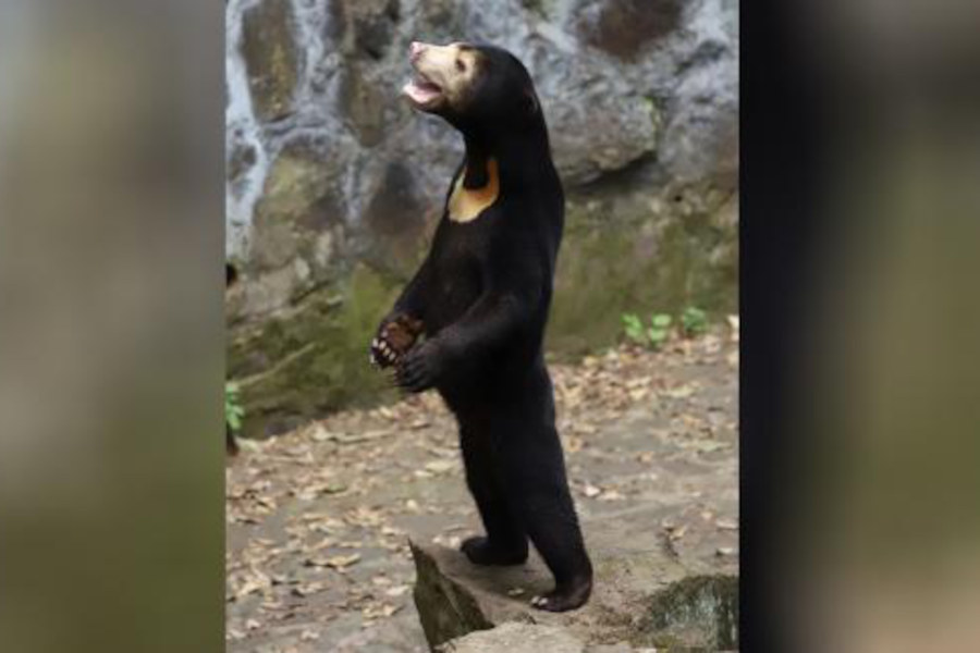 Chinese zoo denies its sun bears are people in costume
