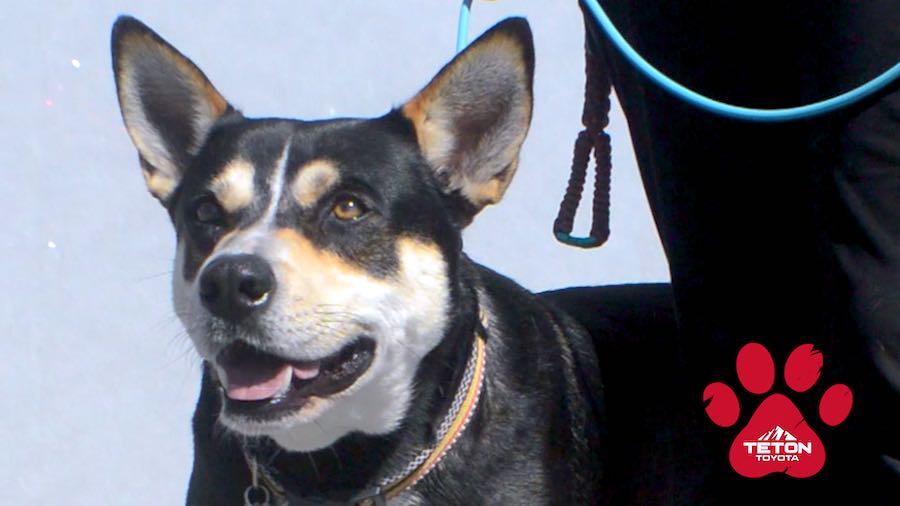 Dante is our pet of the week!