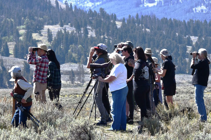 Yellowstone Crowd
