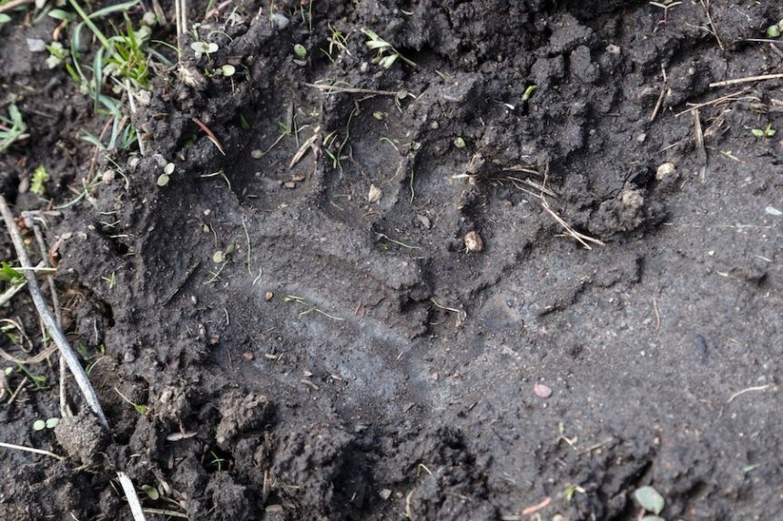 bear tracks