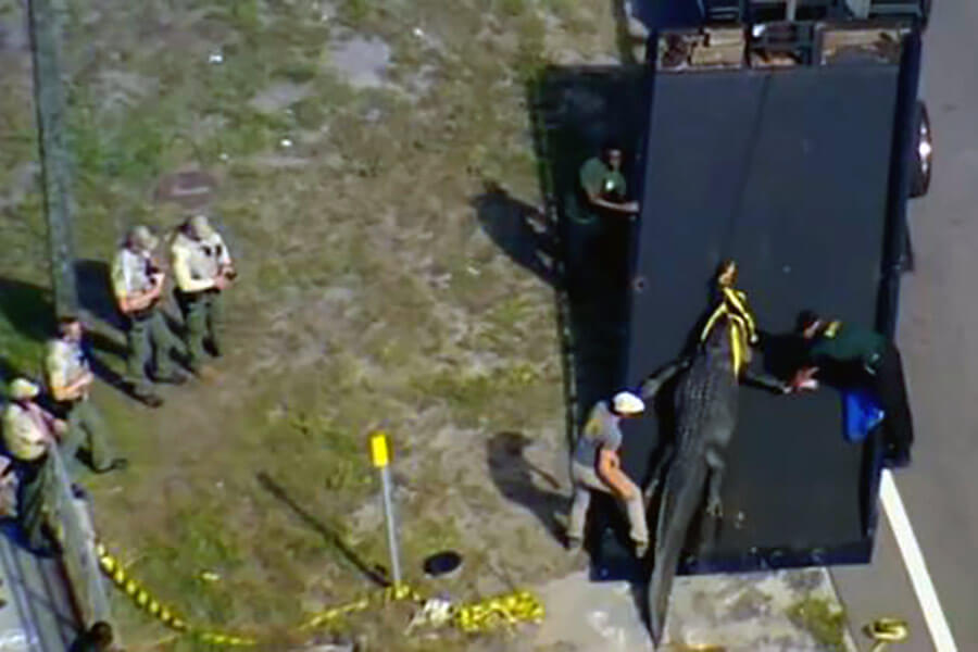 Mother found dead after Florida alligator is spotted with a body in its mouth