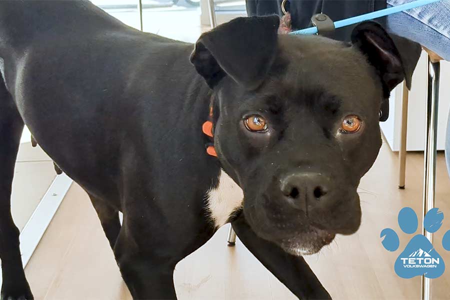 Peaches is our Pet of the Week!
