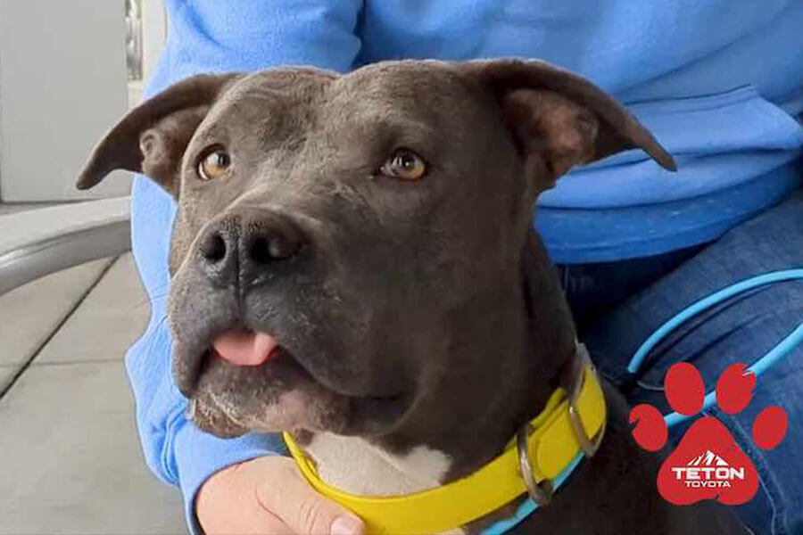 Lovely Lucy is our Pet of the Week!