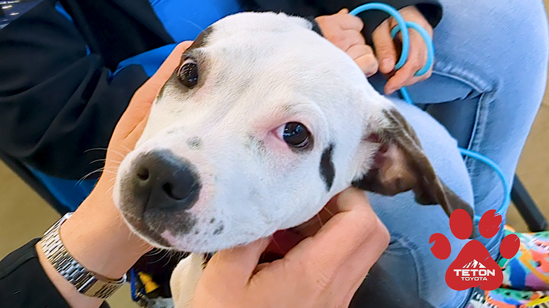 Nikki is as sweet as candy — she’s our Pet of the Week!