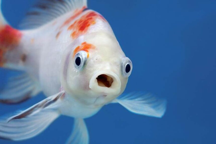 scared fish