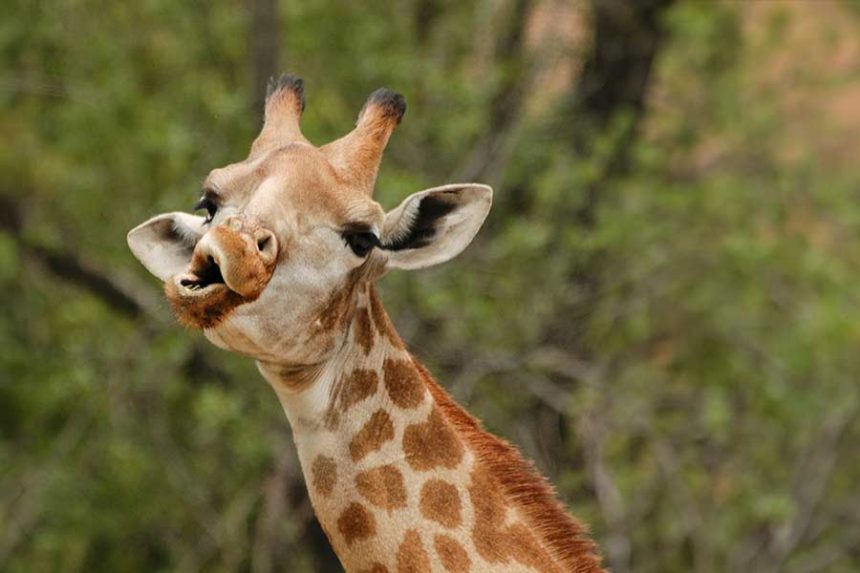 surprised giraffe