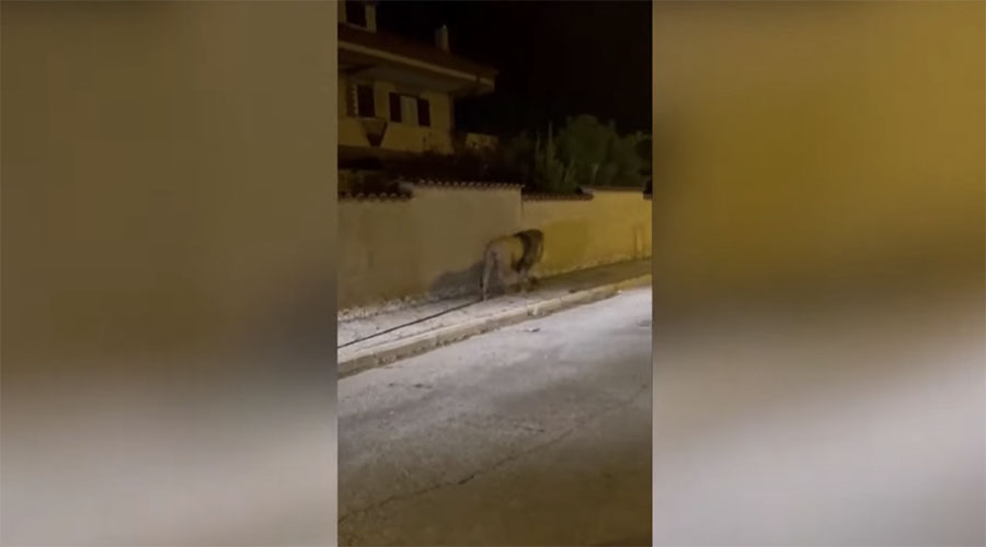 You have to see this! Escaped circus lion roams streets of Italian town