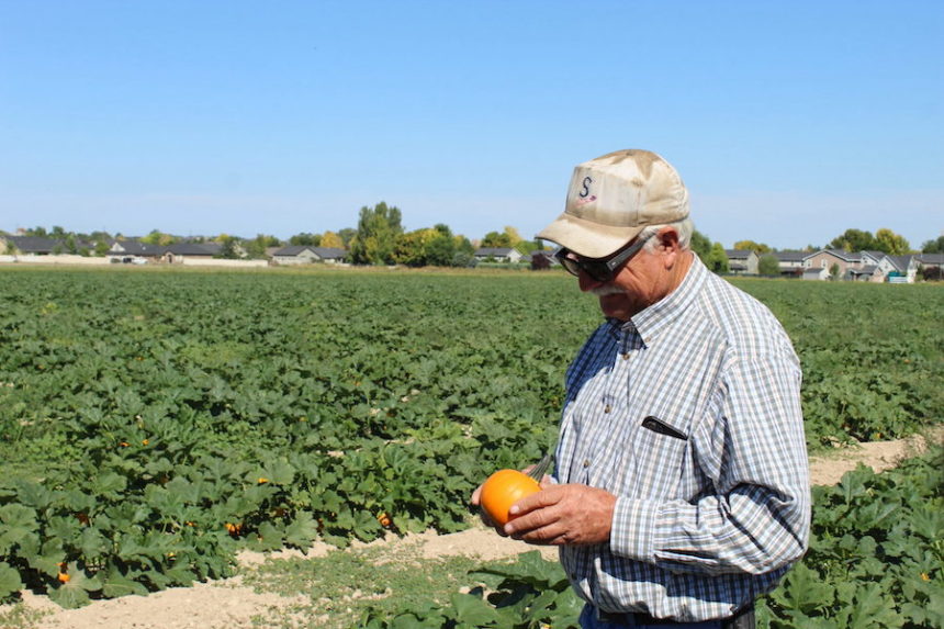 farmer in field