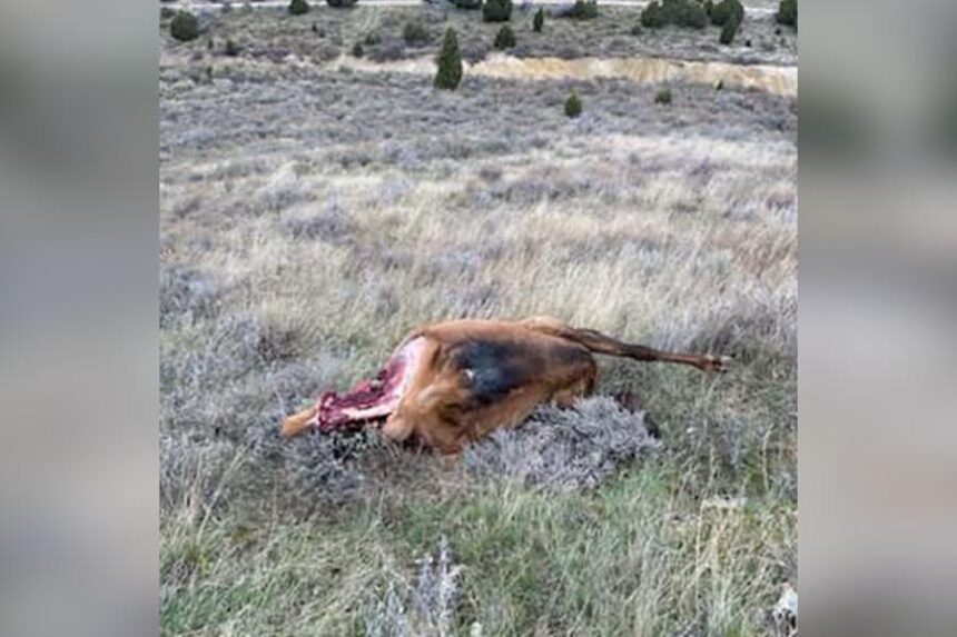 Elk left to waste