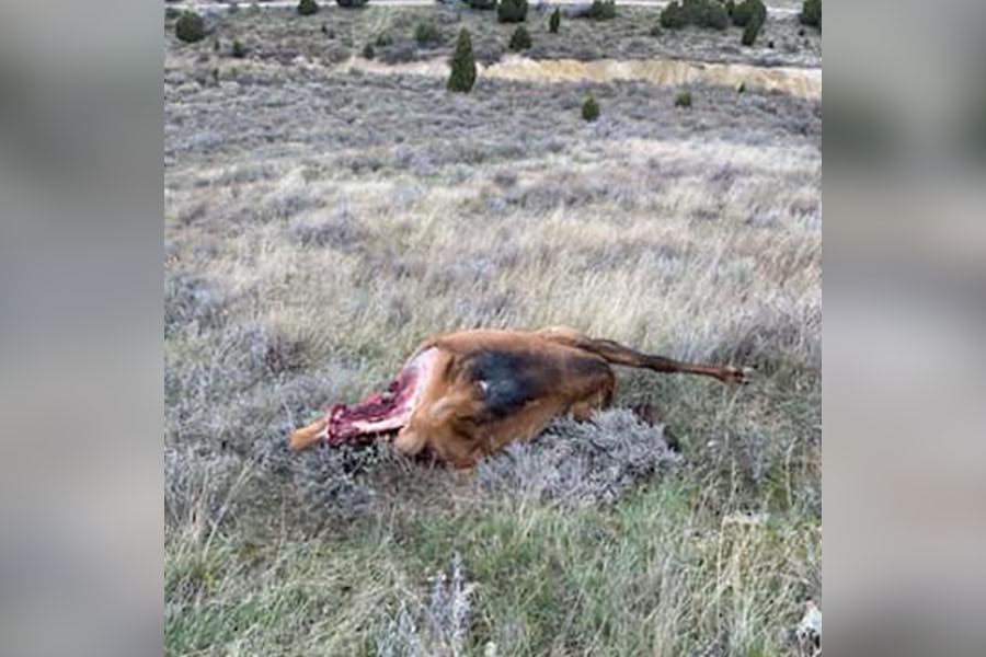 Reward offered for information in elk poaching case