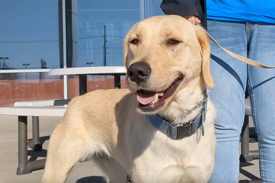 Crazy Sadie is our Pet of the Week