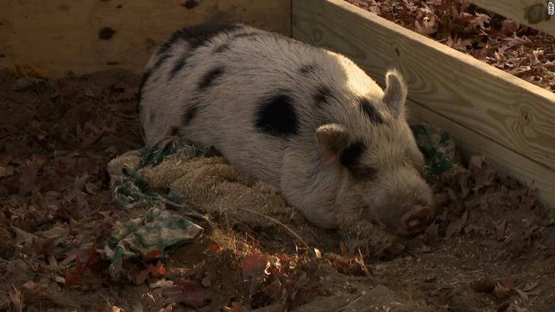 Missing pig Kevin Bacon returns home after plea from actor Kevin Bacon