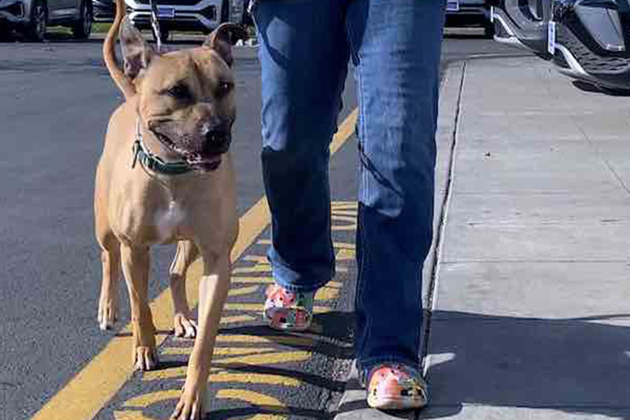 Can Ralphie be part of your Christmas story?