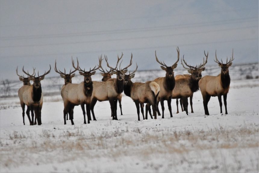 Elk herd